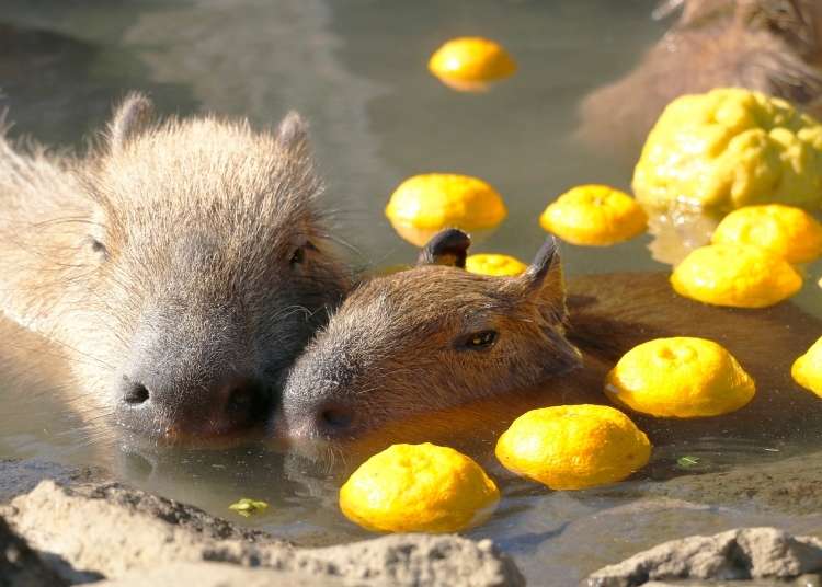 Why I Love Capybaras