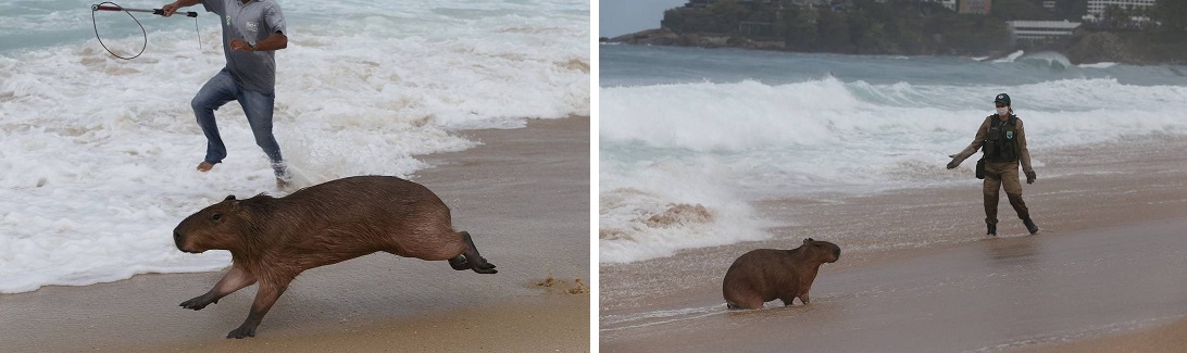 Capybara being chased