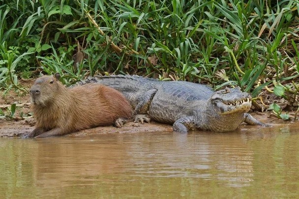 crocodile and capybara chilling together