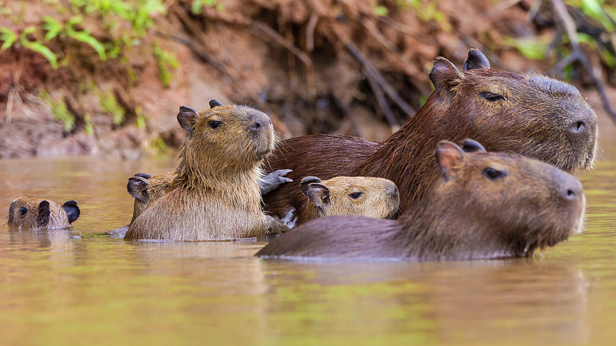 Capybara family swimming