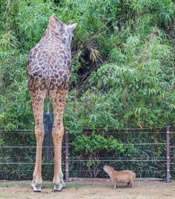 giraffe and capybara chilling together