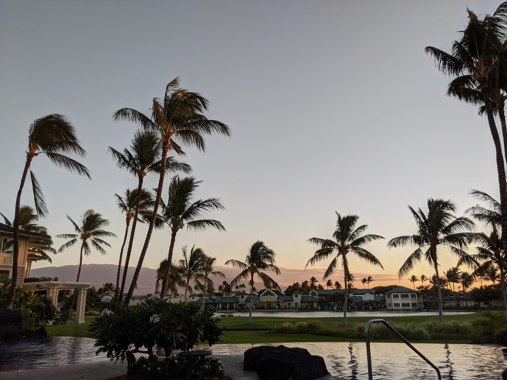 Palm trees over a pool in Hawaii