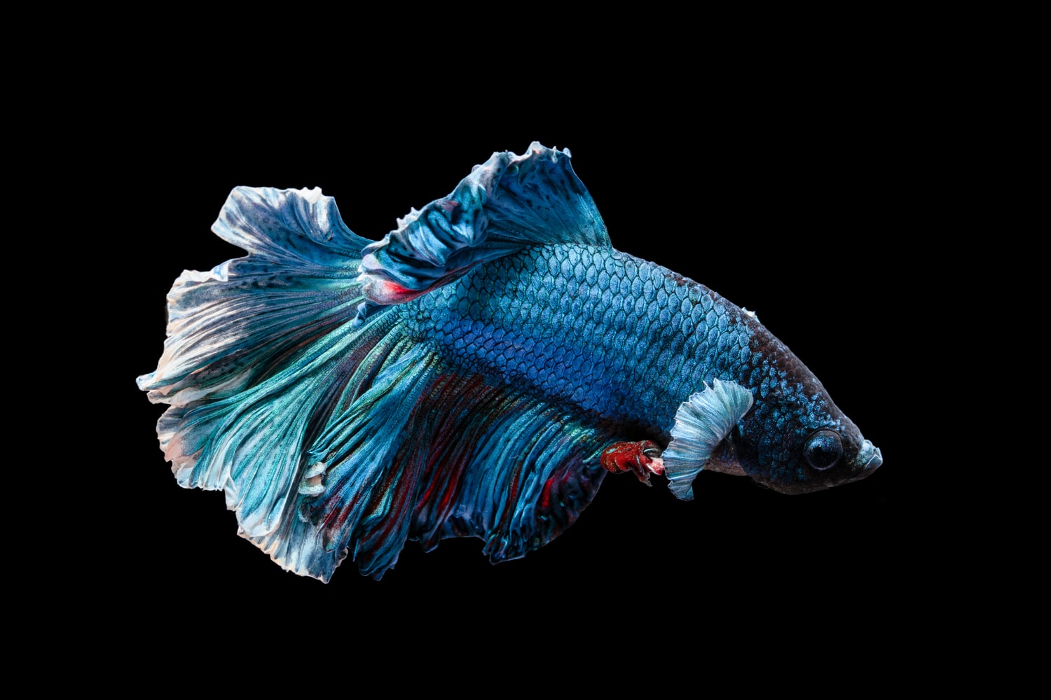 photo of a blue betta fish