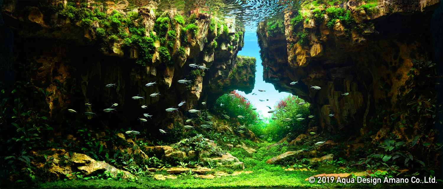 competition aquascape