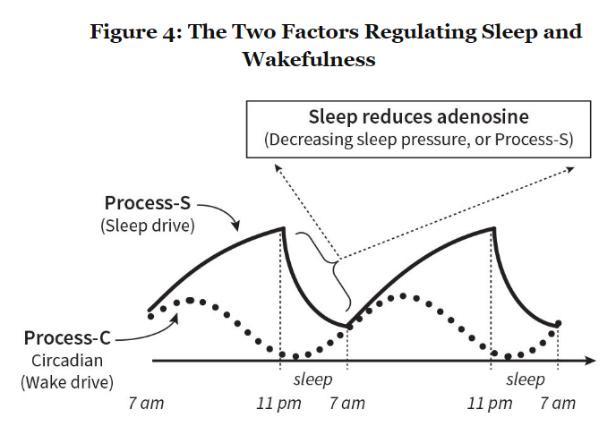 Chart of two sleep forces over a day