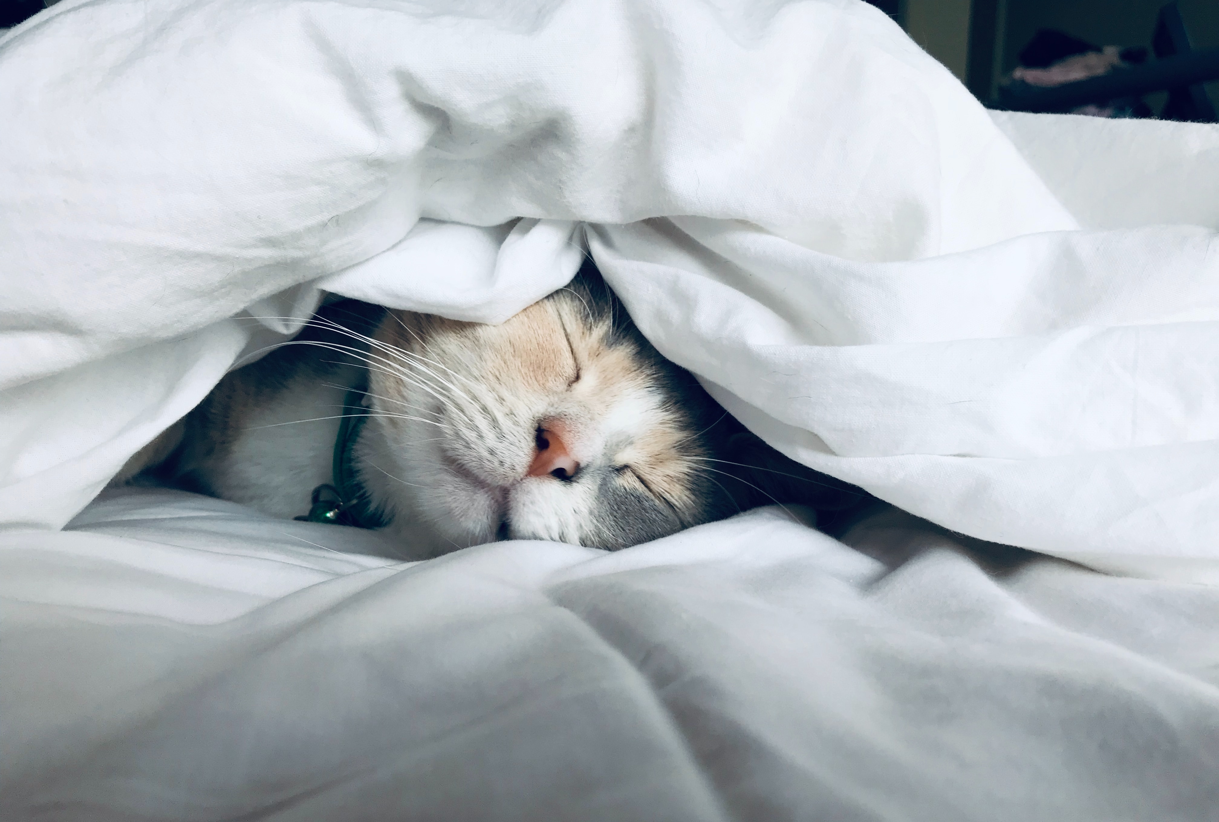 Photo of sleeping cat underneath bed covers. Photo by Kate Stone Matheson on Unsplash