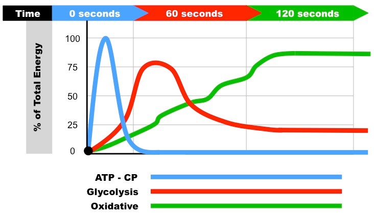 chart of metabolic energy system use over time